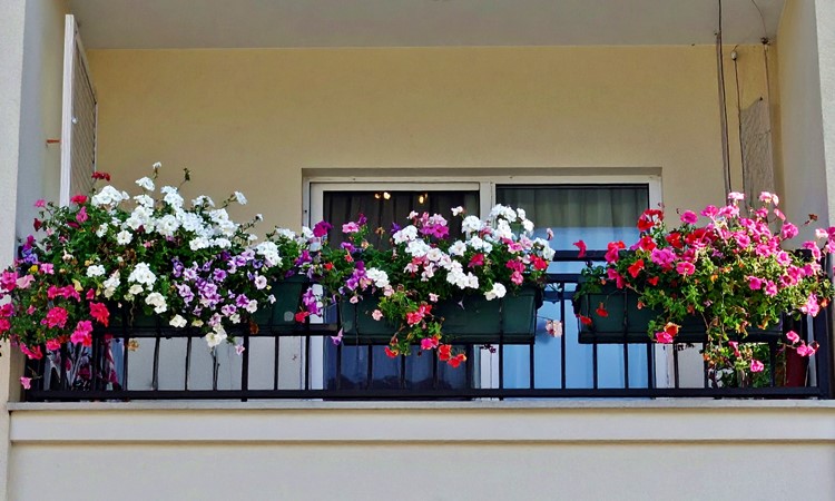 balkon z kwiatami
